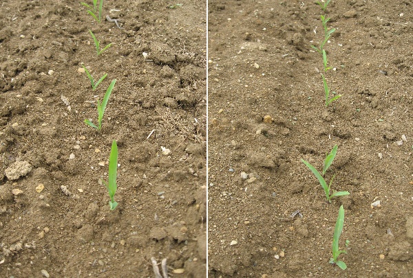 Obr. 7: Stav povrchu půdy v řádku kukuřice na variantách 3 (vlevo) a 4 (19.5.2009) (foto Brant)