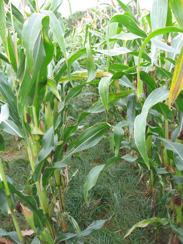 Obr. 8: Stav povrchu půdy před sklizní kukuřice na variantě 2 (10.9.2009) (foto Brant)