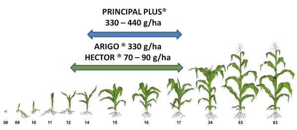 Možnosti použití herbicidů v porostech kukuřice