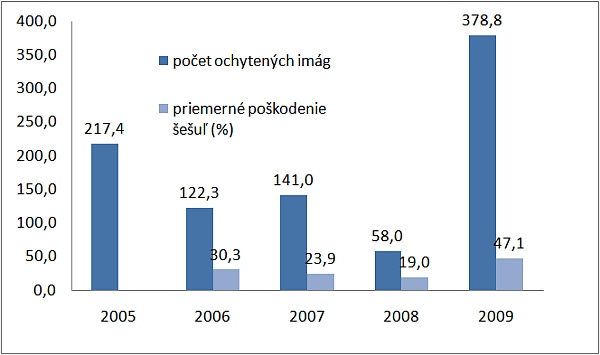 Graf 2: Priemerný počet odchytených imág a priemerné poškodenie šešúľ (2005–2009), v roku 2005 nebolo hodnetené % napadnutia šešuľ byľomorom