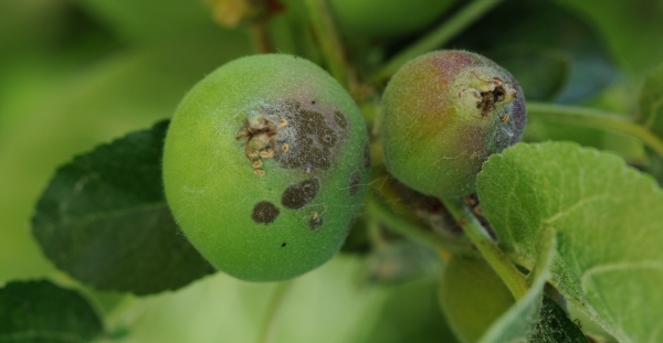 Strupovitost jabloně na plodu
