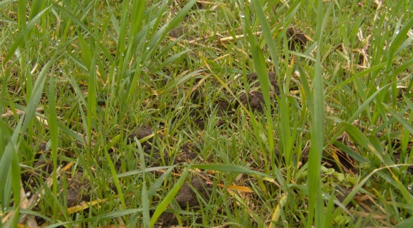 V případě selhání účinnosti herbicidního ošetření proti chundelce metlici na podzim, je vhodné na jaře použít k její regulaci herbicid s odlišným mechanizmem účinku (Axial nebo Puma)
