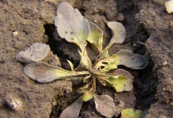 Pro dosažení dobré účinnosti sulfonylmočovinových herbicidů na violky je třeba ošetření provést včas a nejlépe se smáčedlem; violka dva týdny po aplikaci herbicidu Ally SX se smáčedlem Trend 90<