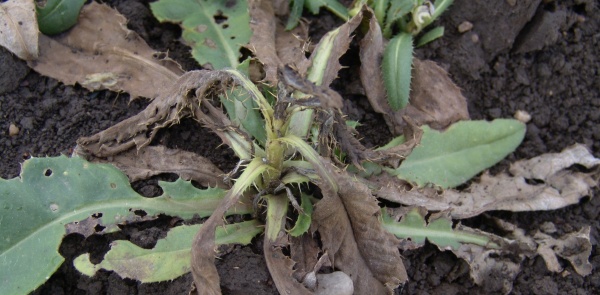 Obr. 6: Hvězdnicovité plevele, a to i vytrvalé, lze v řepce bez problému řešit postemergentně herbicidy obsahující clopyralid (Lontrel, Galera)