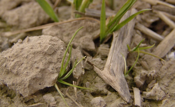 Pod hroudami a rostlinnými zbytky na povrchu půdy bývá koncentrace půdních herbicidů nižší a plevele proto z těchto míst snadno vzcházejí