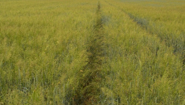 Na pozemcích s podezřením na rezistenci chundelky metlice vůči ALS inhibitorům (všechny herbicidy označené písmene B dle HRAC klasifikace) je vhodné provést podzimní ošetření herbicidem s odlišným mechanizmem účinku