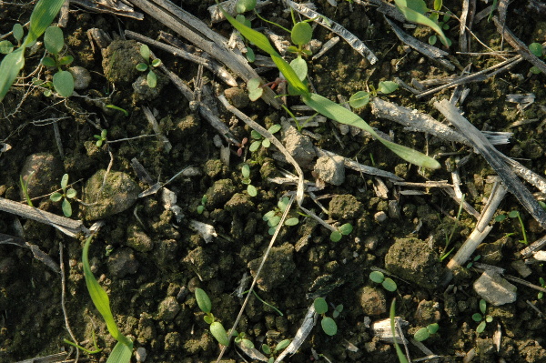Corello na podzim v ozimé pšenici vyhubí nejškodlivější plevele včetně chundelky metlice, následně na jaře si se zbytkem plevelů poradí Mustang Forte.