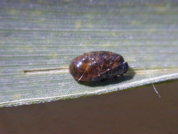 Larva kohoutka s typickým slizovitým povlakem