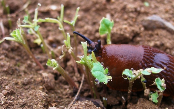 Plzák španělský silně poškozuje i malé rostlinky hořčice