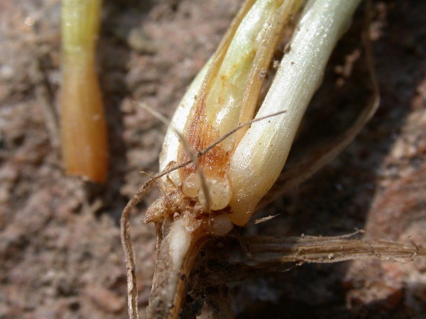 Detail poškozeného srdéčka larvou bzunky ječné