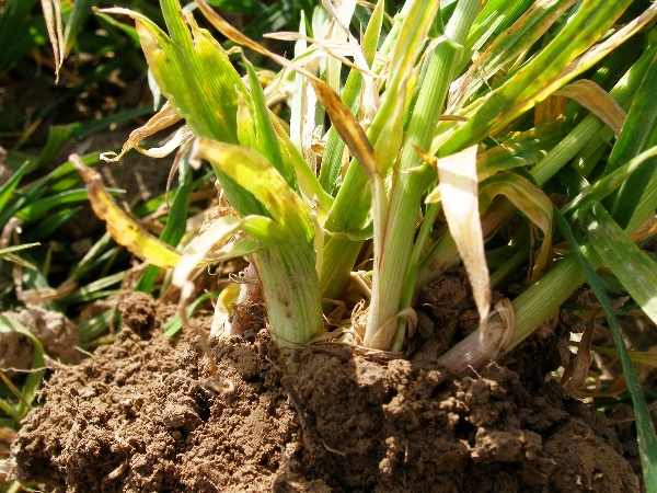 Zduřelé rostliny na jaře poškozené larvou zelenušky žlutopásé