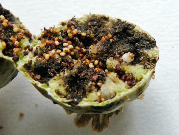 Obr. 4: Poškozená makovice žírem larev s následným poškozením houbami