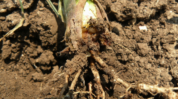 Obr. 1: Kořen kukuřice poškozený larvami 