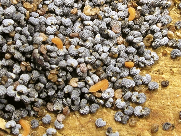 Obr. 2. Semena máku spolu s larvami bejlomorky makové