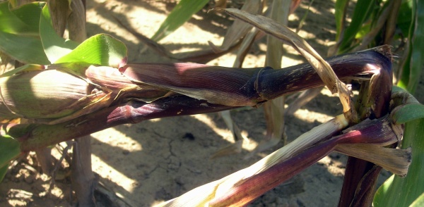 Zlomená rostlina - důsledek žíru housenek zavíječe kukuřičného
