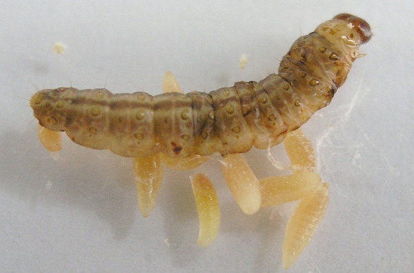 Obr. 6: Housenka zavíječe napadena larvami lumčíka Bracon brevicornis