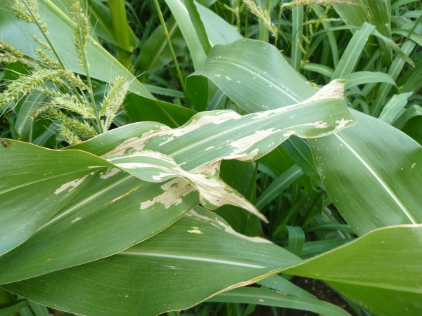 Obr. 3. Poškozené listy kukuřice žírem brouků