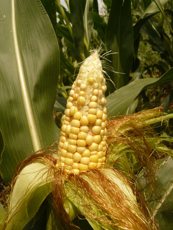 Obr. 5. Nepravidelná hluchost palic kukuřice