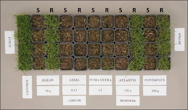 Růstový test sledující účinnost doporučených dávek pěti testovaných herbicidů u senzitivního S a rezistentního biotypu R chundelky metlice měsíc po ošetření