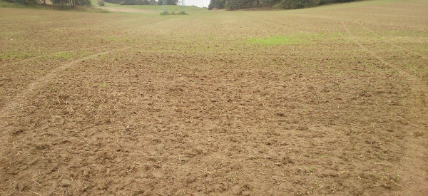 Vzcházející porost řepky na vedlejším poli - půda zpracována dlátovým pluhem Terraland do hloubky 20 cm
