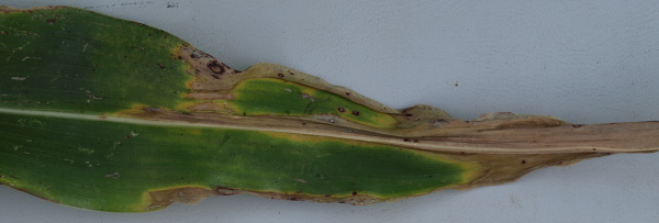  Obr. 9: Podlouhlé skvrny způsobené infekcí houbou Excerophillum turcicum; na horním okraji antraknóza, (ÚKZÚZ Lednice, 2011)
