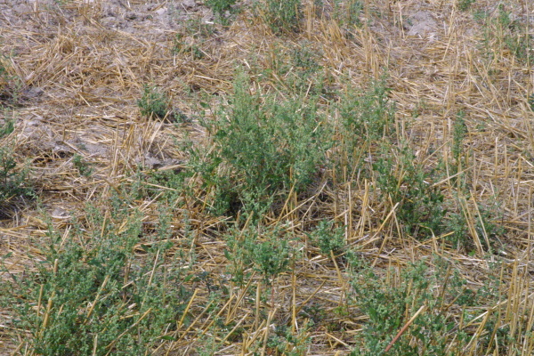 Merlík bílý se velmi často stává dominantním plevelem na strništi