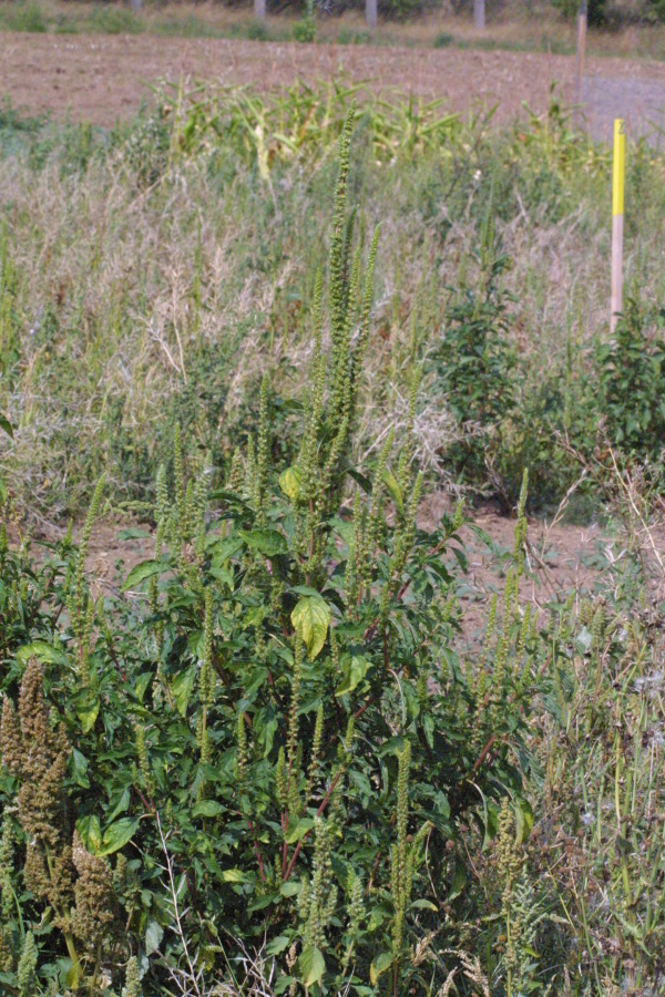 Laskavec zelenoklasý má také vysokou reprodukční schopnost