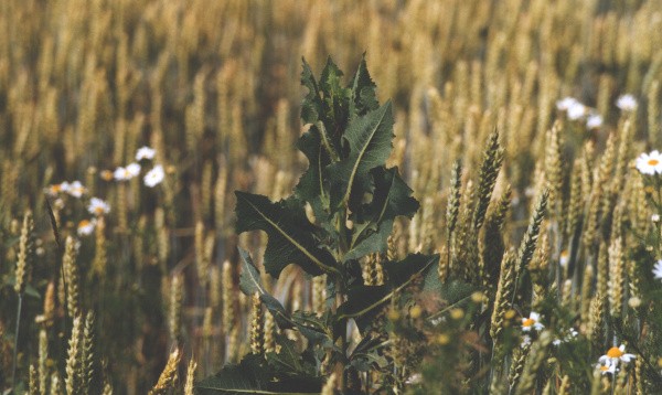 Locika kompasová patří mezi stále významnější plevele; předsklizňové aplikace umožňují její regulaci