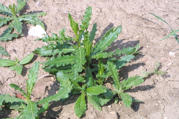 Na orné půdě je možné použít herbicidy proti vytrvalým plevelům (pcháč rolní)