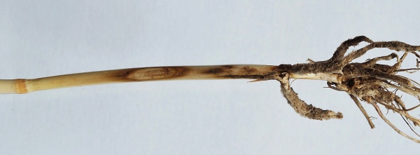 Obr. 1: Stéblolam (Oculimacula sp.) na ozimé pšenici (foto © K. Veverka)