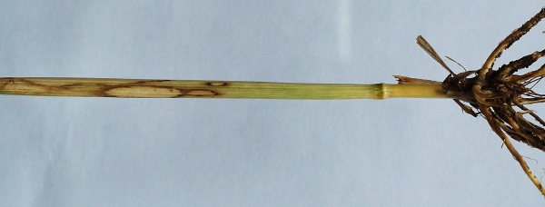 Obr. 2: Kořenomorka (Rhizoctonia cerealis) na ozimé pšenici (foto © K. Veverka)