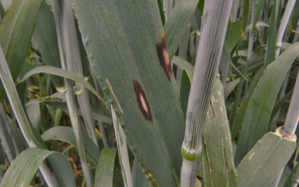 Obr. 3: Rhynchosporium cerealis na listu ozimého ječmene (foto © J. Palicová)