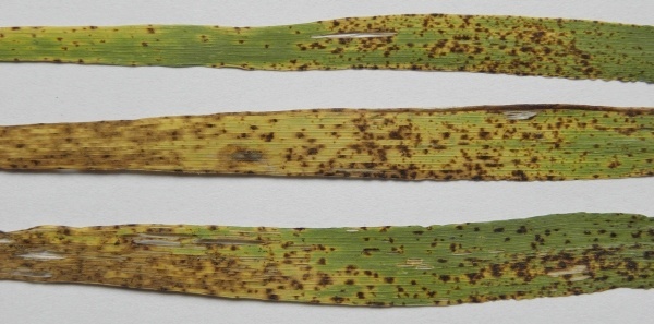 Obr. 4: Ramularia collo-cygni na listu ozimého ječmene (foto © J. Palicová)