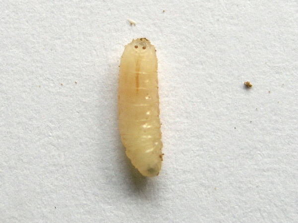 Obr. 2: Apodní a acephalní larva květilky zelné