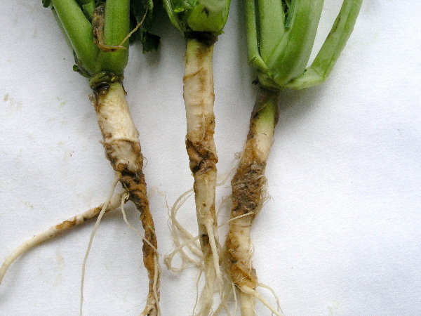 Obr. 4: Silně poškozené kořeny ozimé řepky vlivem žíru larev květilky zelné