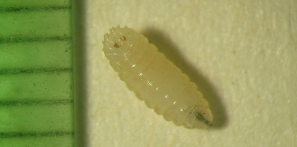 Obr. 4b: Larva květilky zelné (<i>D. radicum</i>)