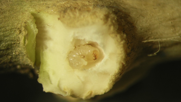 Obr. 5b: Larva kytonosce zelného (<i>C. pleurostigma</i>) uvnitř duté hálky