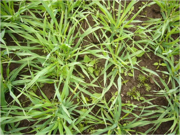 Optimální termín aplikace proti dvouděložným plevelům ve fázi odnožování, kdy je porost citlivý na konkurenci, protože se vytváří počet plodných stébel a délka klasu (II. a III. etapa etapa organogeneze)