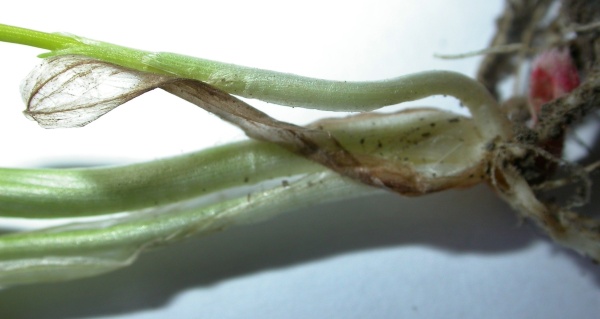 Poškození listové pochvy pšenice Rhizoctonia spp.