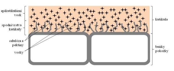 Schéma 2: Složení vrstev kutikuly (Eichert, Fernández 2012)