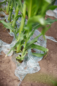 nová technologii setí kukuřice pod biodegradovatelnou folii 