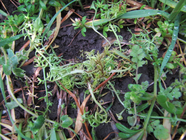 Pro syntetické auxiny jsou typické projevy kroucení a ohýbání listů a stonků plevelů; heřmánek nevonný, 3 týdny po aplikaci herbicidu