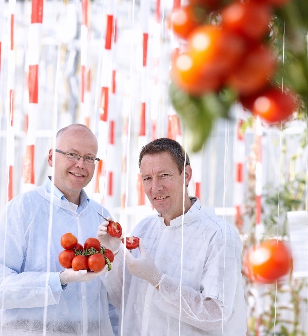 Vědci z Bayer CropScience využívají při vývoji nových a odrůd rajčat kombinací klasického šlechtění a moderních biotechnologií, Dr. Jan van den Berg (vlevo) a Paul Degreef při kontrole rajčat pěstovaných moderním způsobem ve sklenících, foto Bayer CropScience.