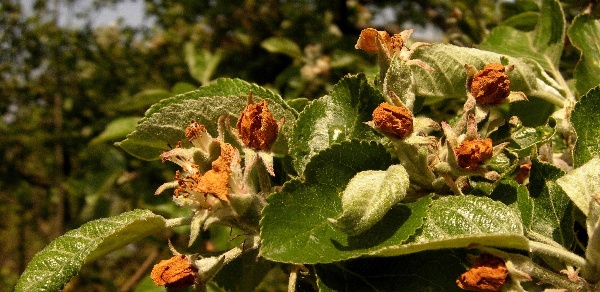 Květopas jabloňový - poškozená poupata žírem larev