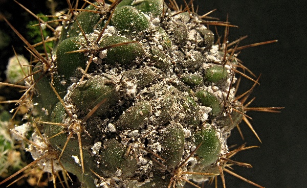 Silný výskyt červců na kaktusu - Gymnocalycium