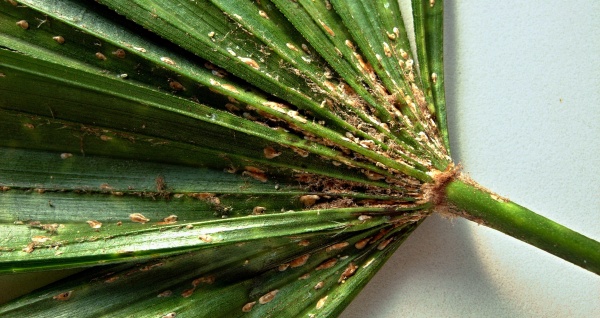 Štítenky na listu palmy