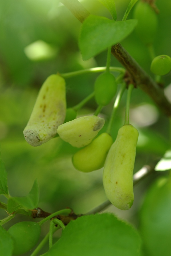 poškození plodů švestek puchrovitostí švestek (Taphrina pruni)