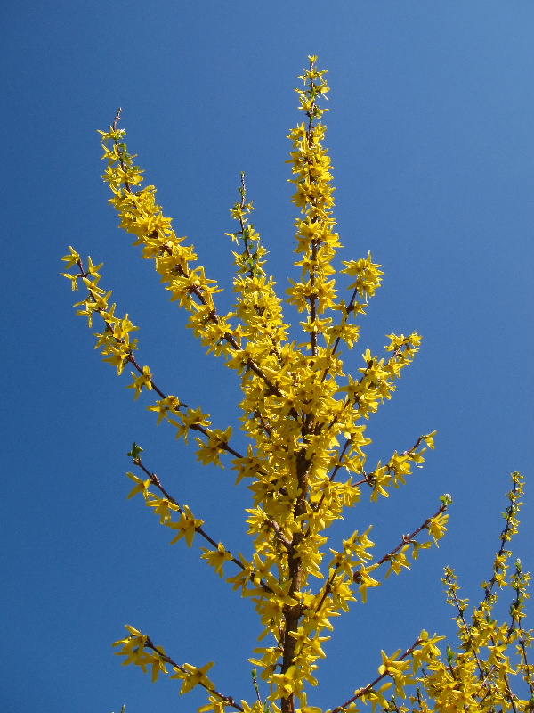 Nálet brouků, zejména krytonosce řepkového, se shoduje s květem „zlatého deště“