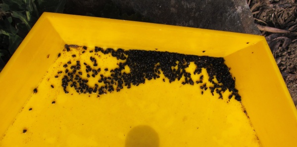 Žlutá miska k monitoringu stonkových krytonosců