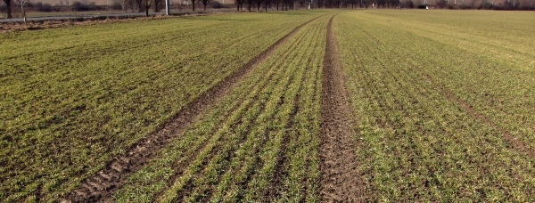 Porost ozimé pšenice na jaře po sejití sněhu čeká na regenerační přihnojení